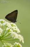 White Letter Hairstreak 03_07_06